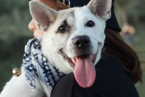 A cute white dog with its tongue hanging out