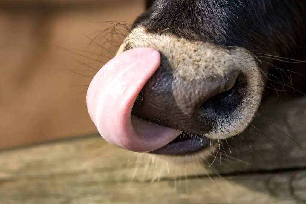 A cow licking its nose with its tongue