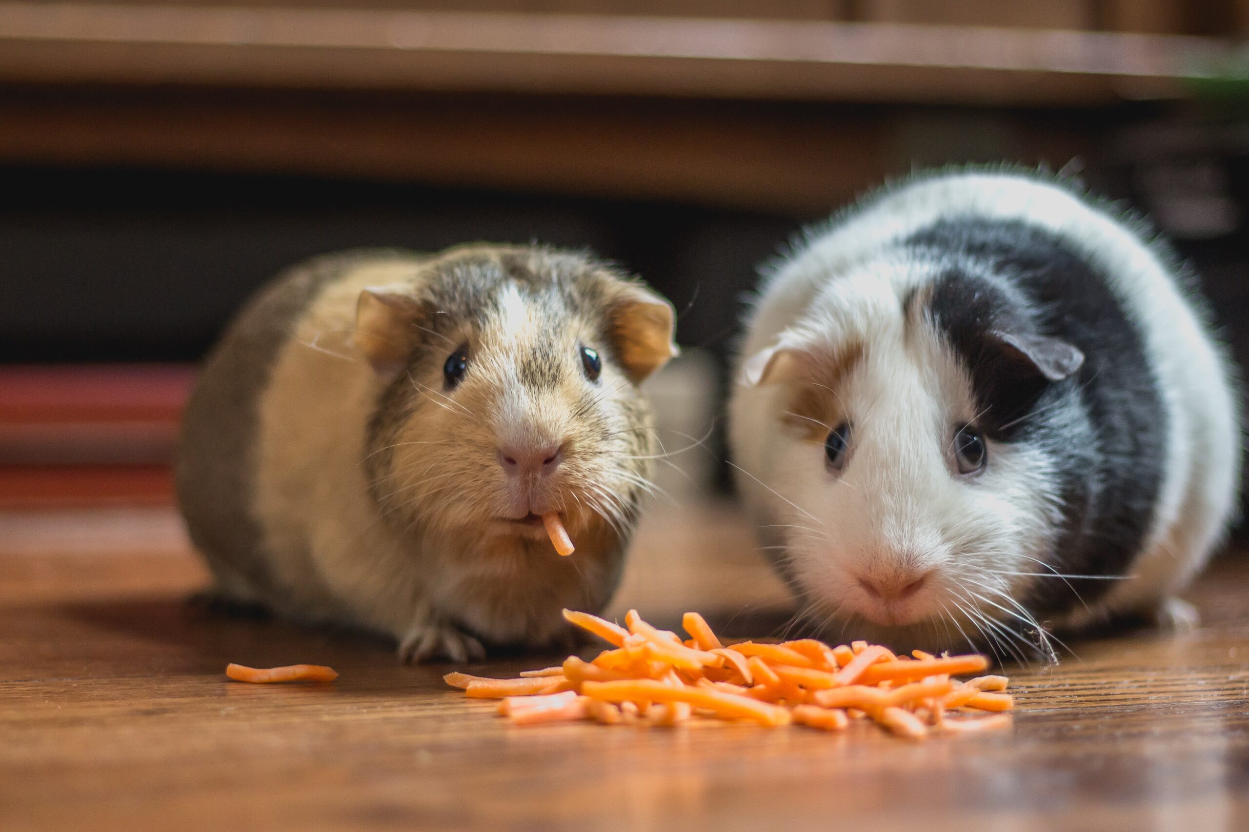 The History of Cuy Guinea Pigs - It's What's for Dinner - TLG